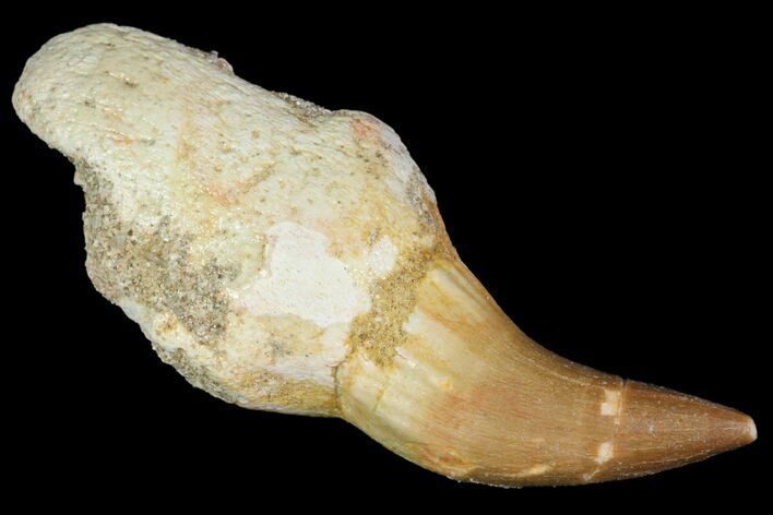 Partially Rooted Mosasaur (Platecarpus) Tooth - Morocco #117040